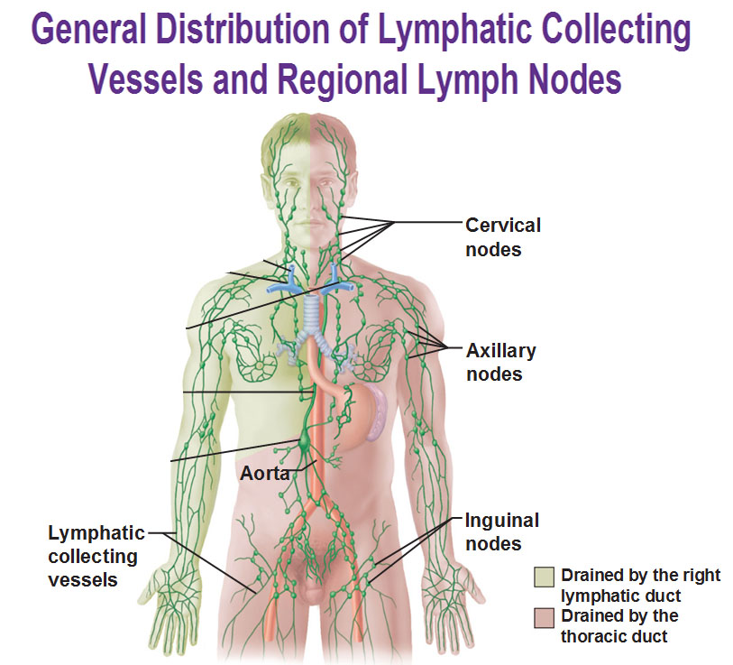 inguinal gland