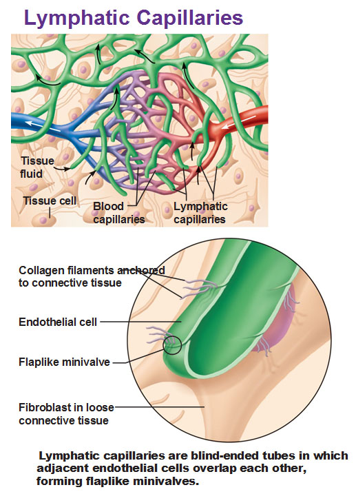 Where does lymph fluid come from?