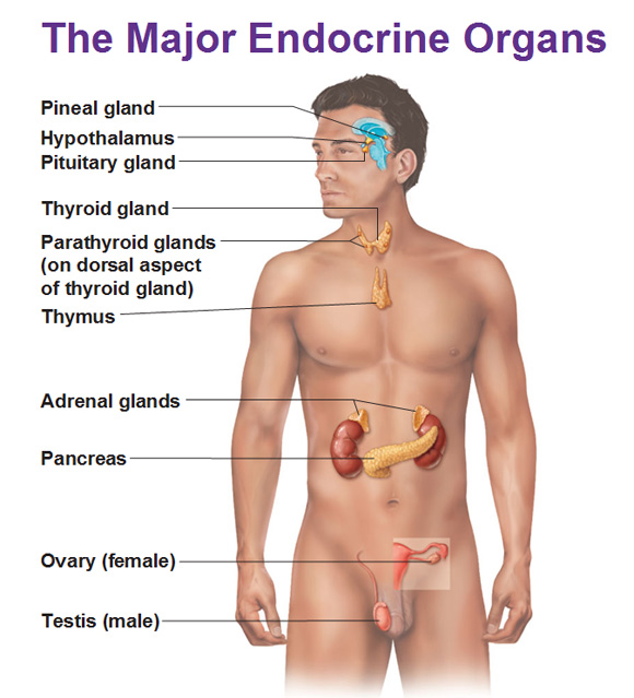 endocrine-system-rheumatoid-arthritis