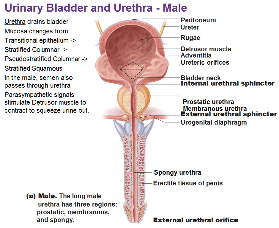 The Urinary System  Ureter And Urinary Bladder