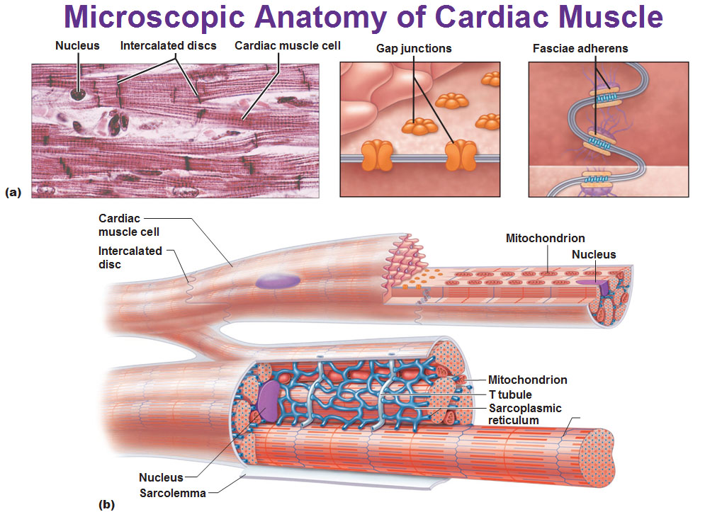 cardiac cell structure