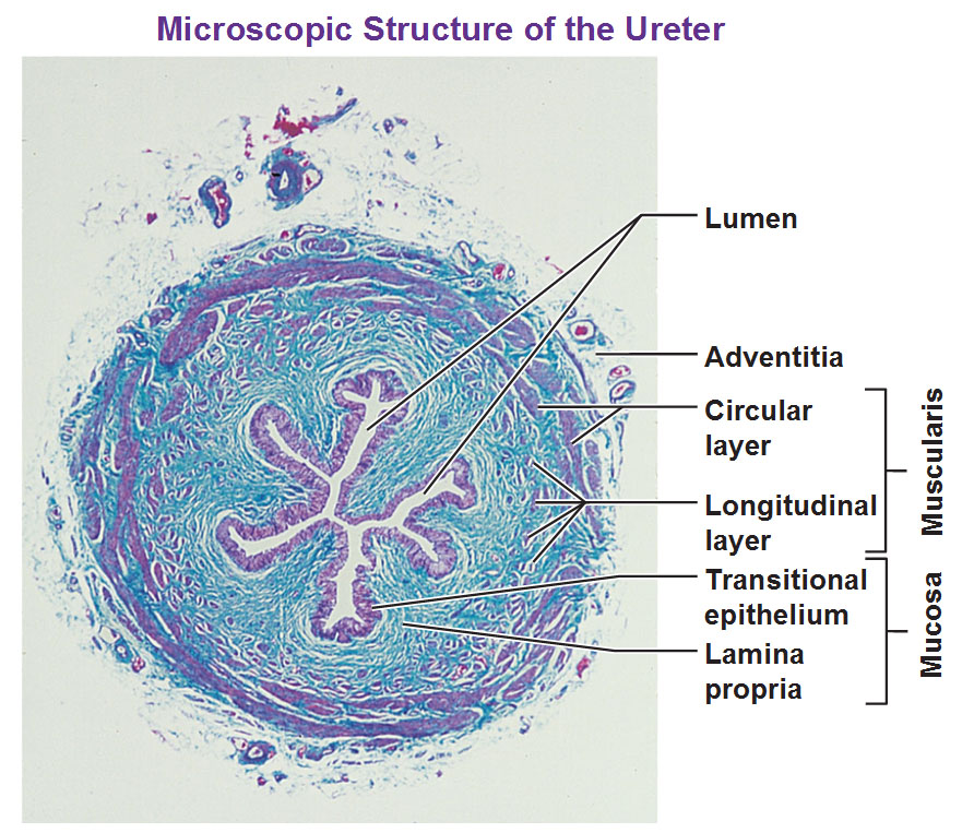 the urinary system: ureter and urinary bladder