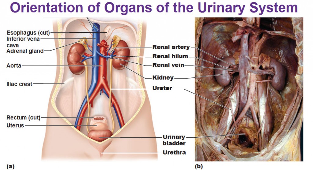 Urinary System Anatomy and Physiology - Nurseslabs