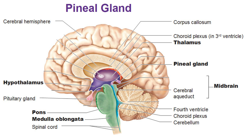 The Endocrine System 3844