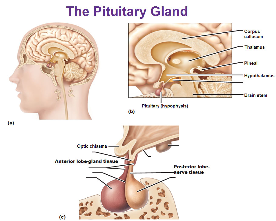 Anterior Pituitary Gland