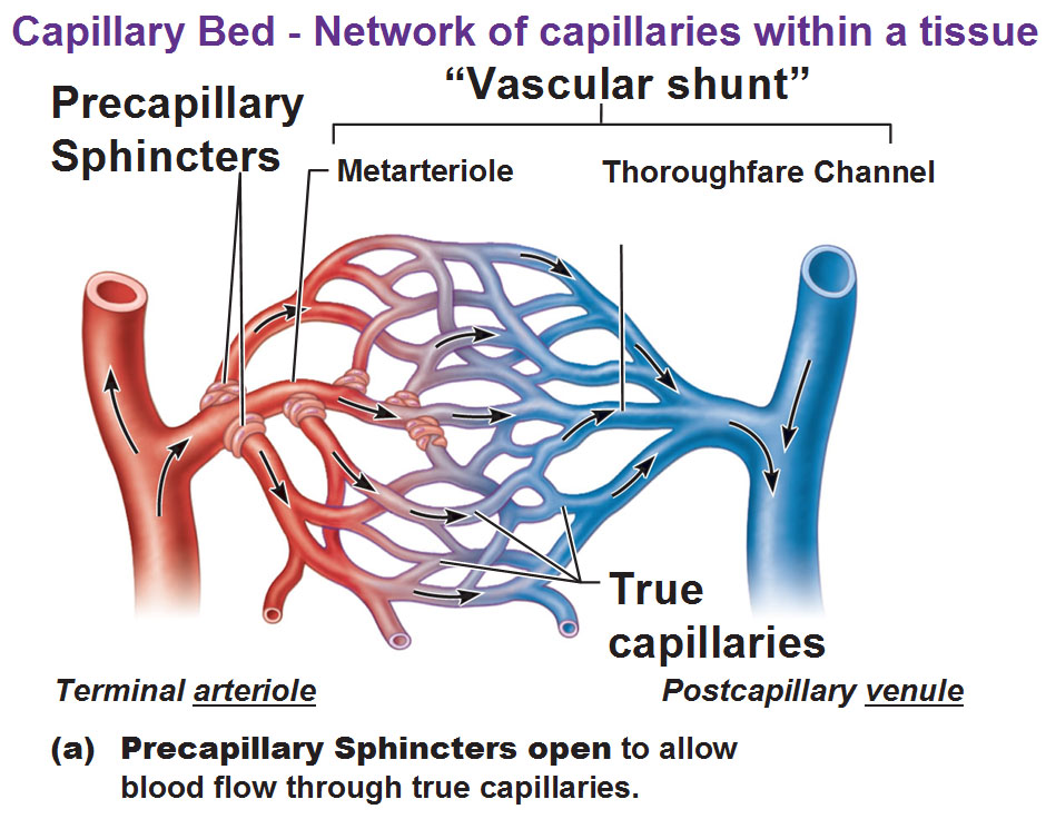 precapillary sphincters, vascular shunt, metarteriole, thoroughfare channel, true capillaries