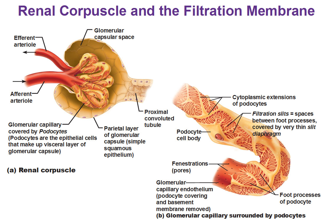 biology-pictures-filtration-in-the-renal-corpuscle