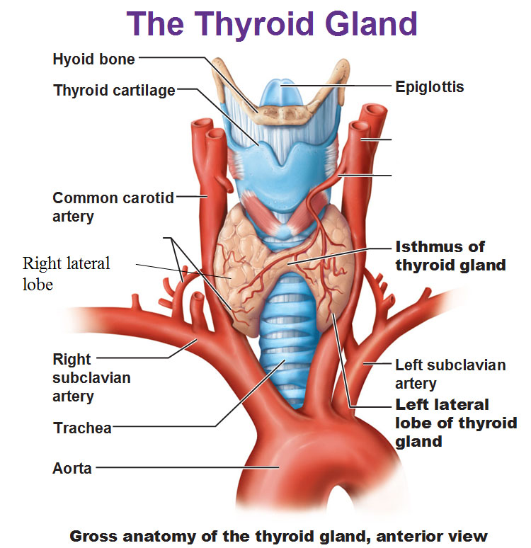 Thyroid Lobes