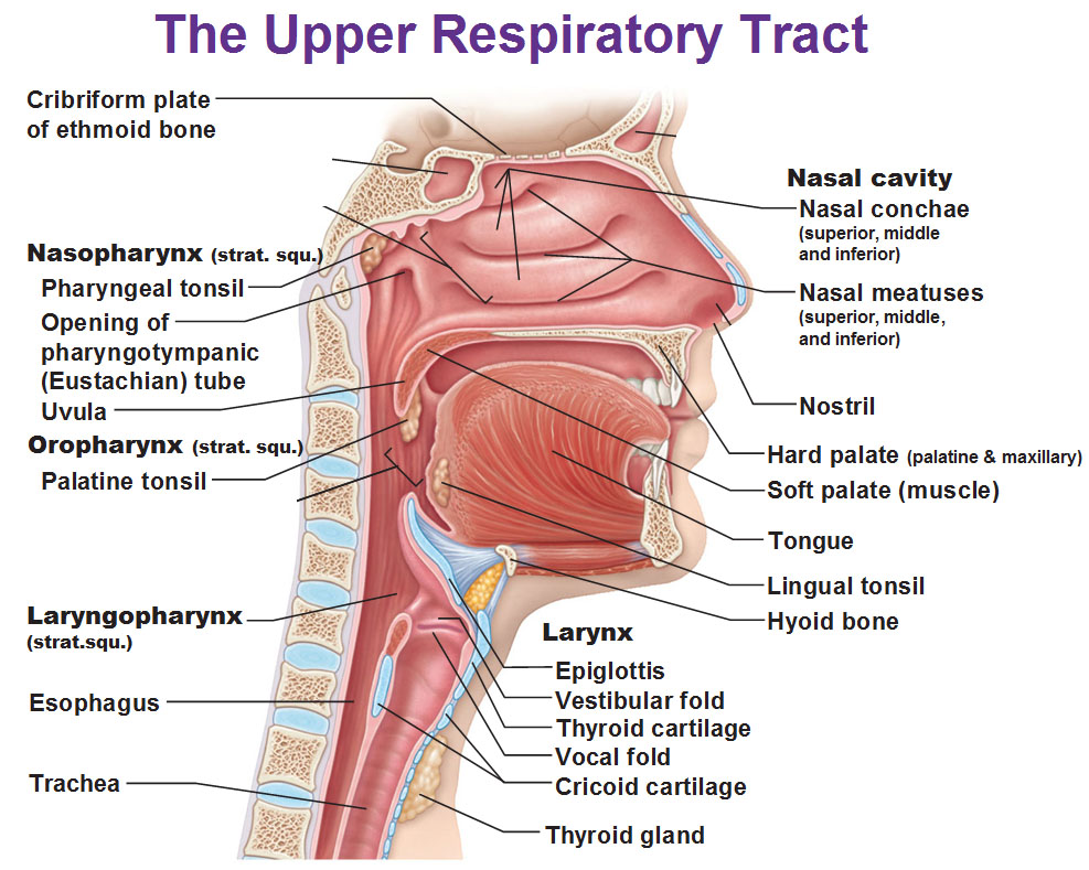Upper Respiratory System