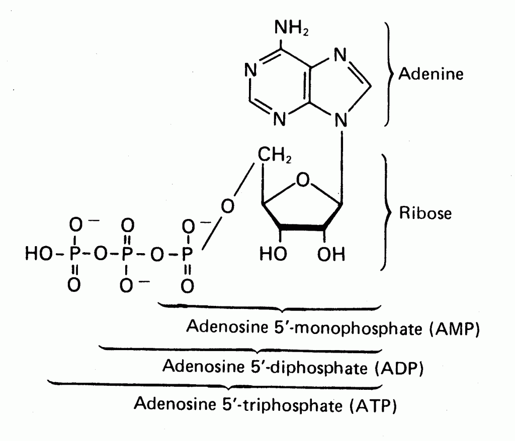 organic-compound-4-nucleic-acids