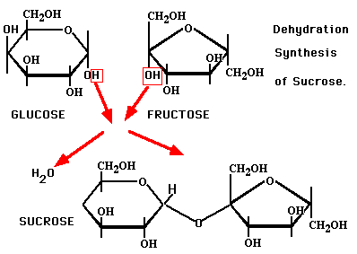 What are carbohydrates broken down into?