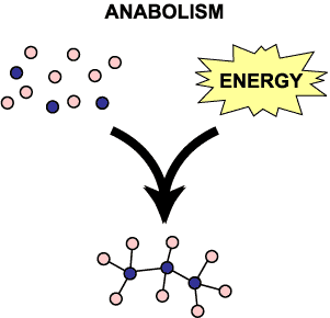 Tell the difference between catabolic and anabolic reactions