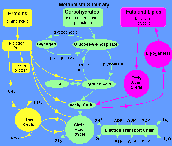 The Catabolism of Fats and Proteins for Energy