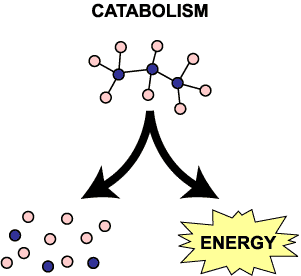 Tell the difference between catabolic and anabolic reactions
