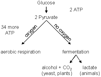 What are the coorrect order of steps required for aerobic cellular respiration?