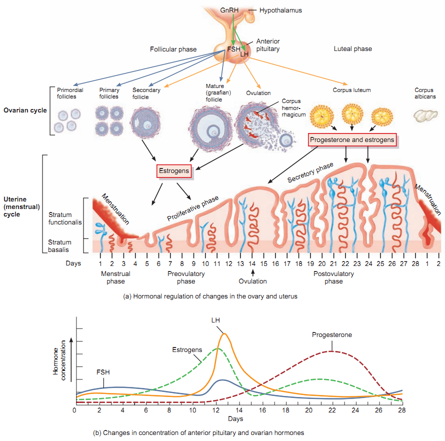 The Menstrual Cycle 