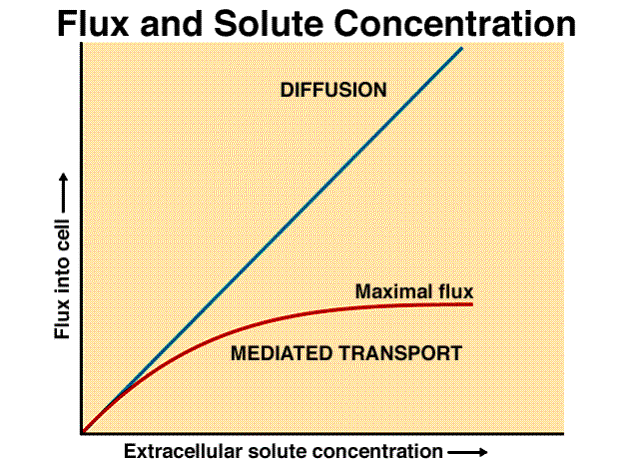 flux-active-transport-versus-diffusion-graph.gif