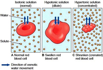 When does water stop moving across a membrane?