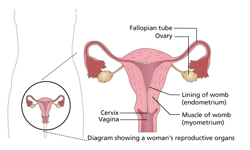 Diagram Of Menstruation