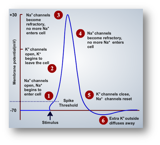 How do sodium ions enter cells?