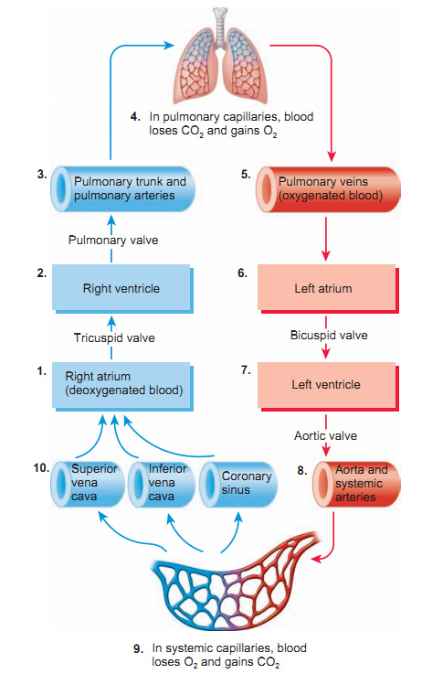 blood flow of the heart