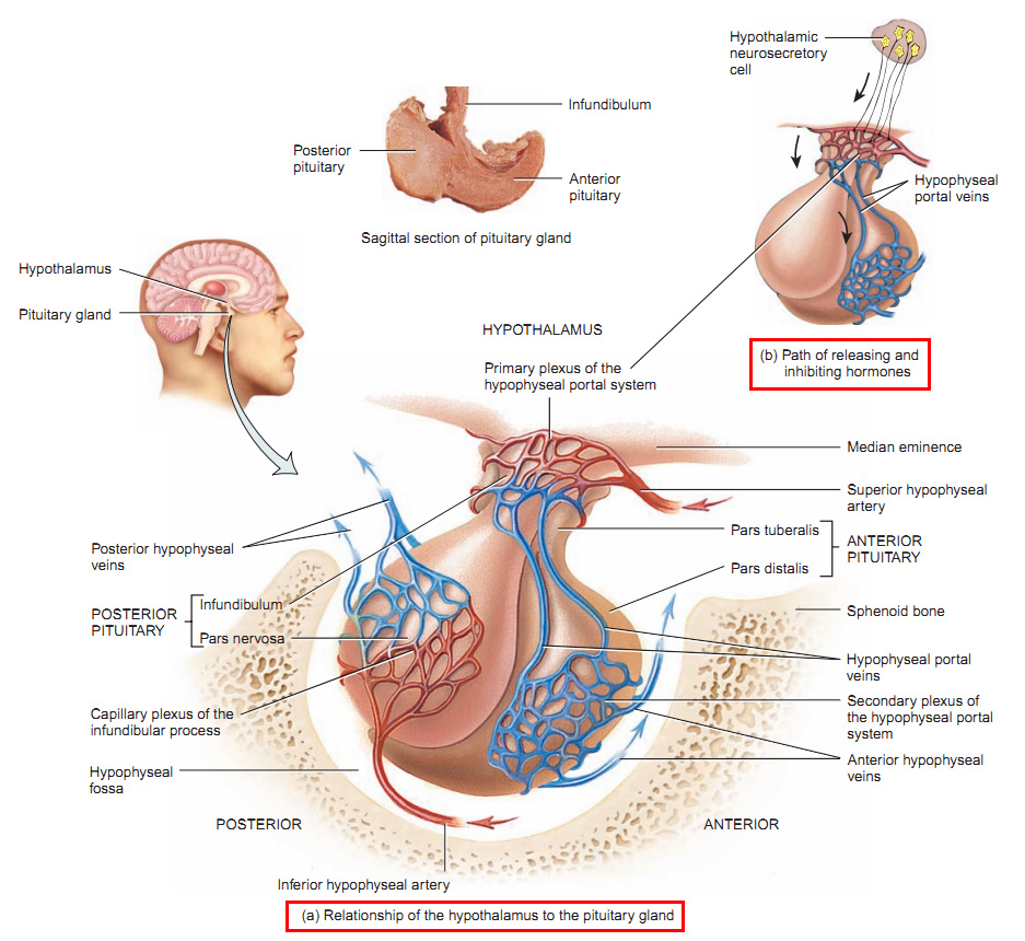 Anterior Pituitary Gland