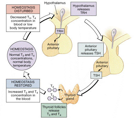 t4 hormone