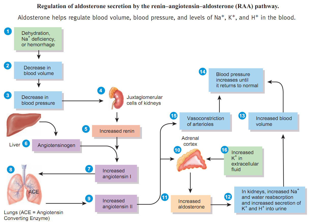 aldosterone pathway