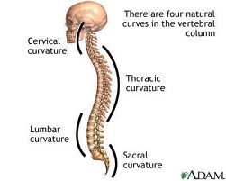 Look at all those [natural] curves.