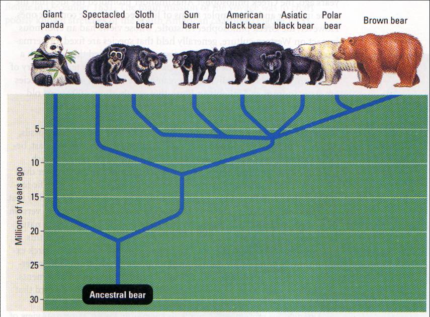 Brown Bear Size Chart