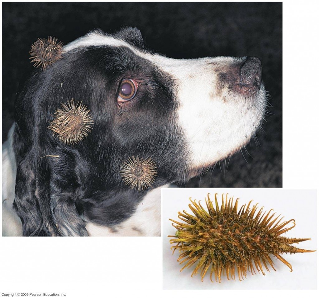 Animal Seed Dispersal