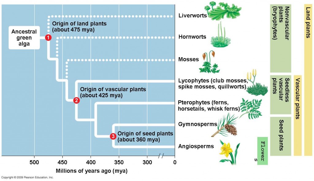 The Evolution of Plants