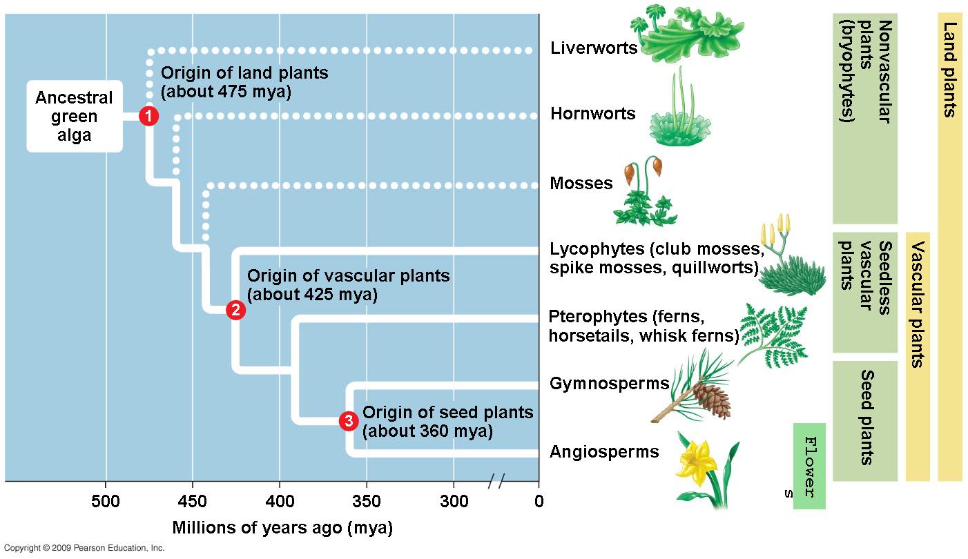 Plant origin. The Evolution of Plants. Evolutionary History of Plants. Plants phylogeny. Land Plant.