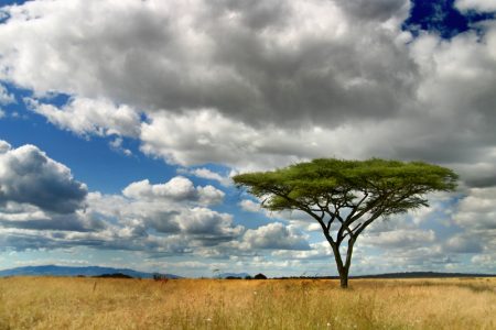 The ingenious ways plants disperse their seeds - Antranik.org