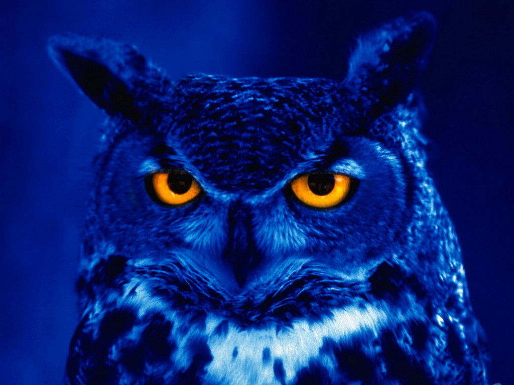 i am the night owl, i am nocturnal