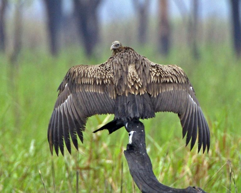 The Great Indian Vulture Crisis - Antranik.org