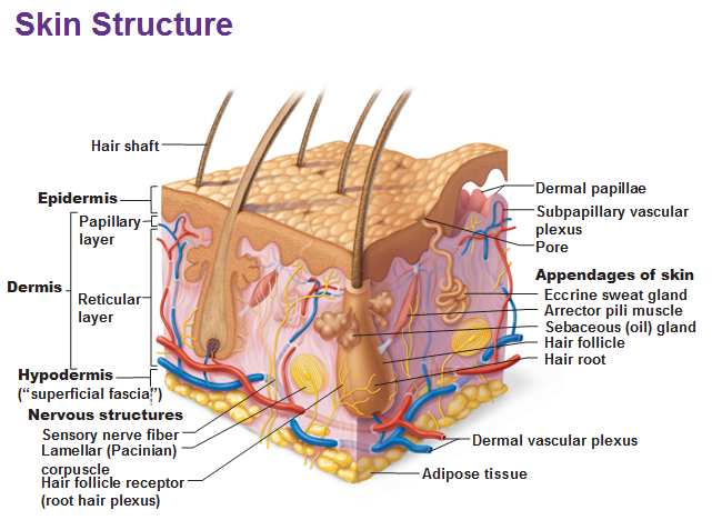 structure of hypodermis