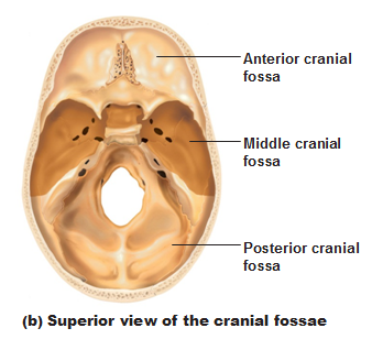 occipital bone unlabeled