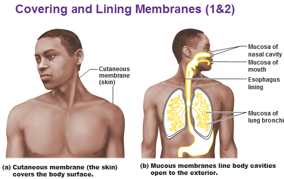 Classification Of Covering And Lining Membranes Complete The Following Chart