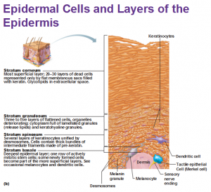 Integumentary System Part 1 - Antranik.org