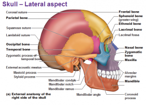 Geography of the Skull - Antranik.org