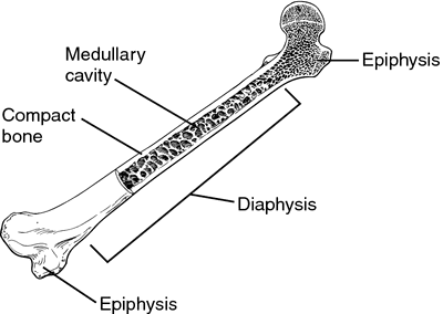 gross anatomy of bone epiphysis diaphysis medullary cavity compact bone