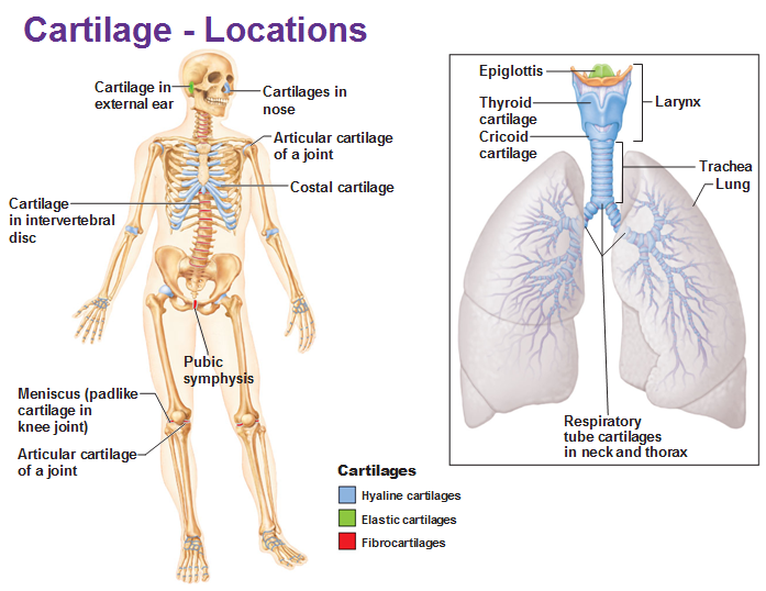 What is Cartilage?