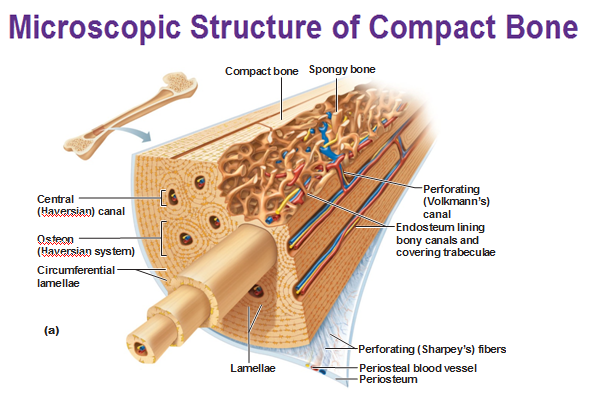 of parts osteon Bones and Cartilage