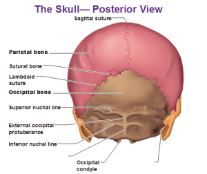 Geography of the Skull - Antranik.org