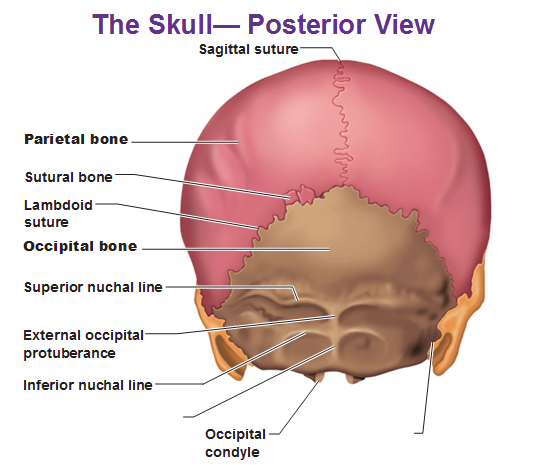 Geography Of The Skull