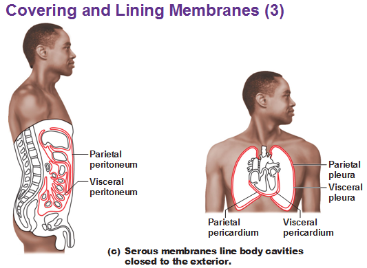 Serous Membrane That Covers The Lungs