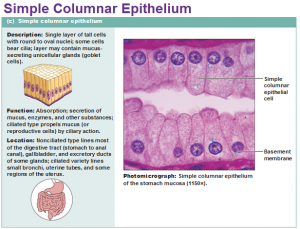 Eight types of epithelial tissue - Antranik.org