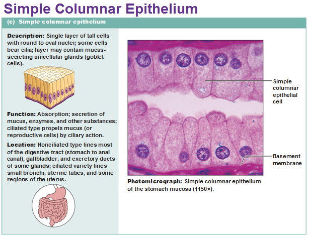 Types Of Epithelial Tissue Chart