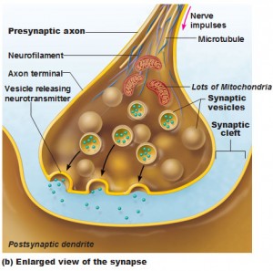 Neurons in the Nervous System - Antranik.org